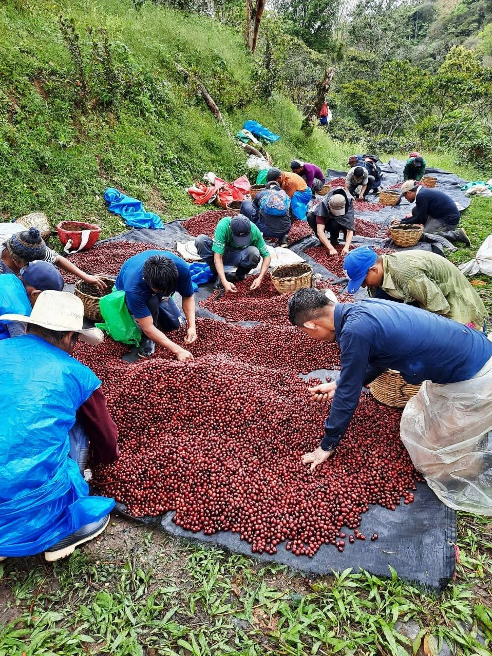 Nicaragua National Winner - Agua Sarca