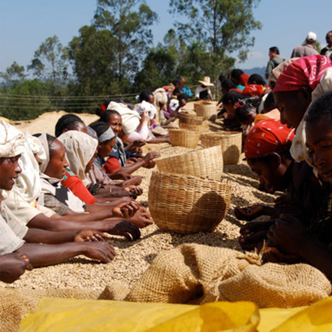 Ethiopia Yirgacheffe