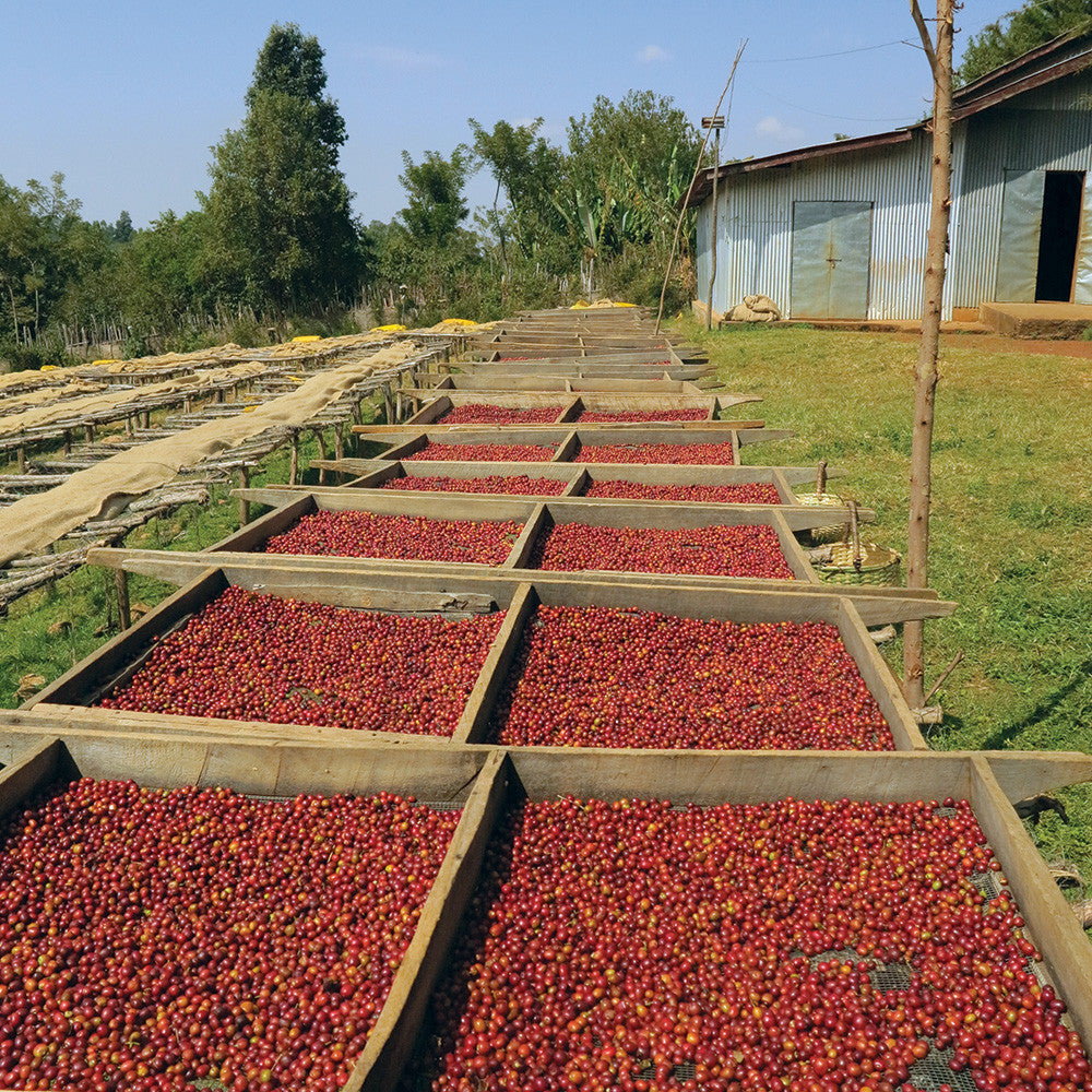 Ethiopia Sidamo Hunkute